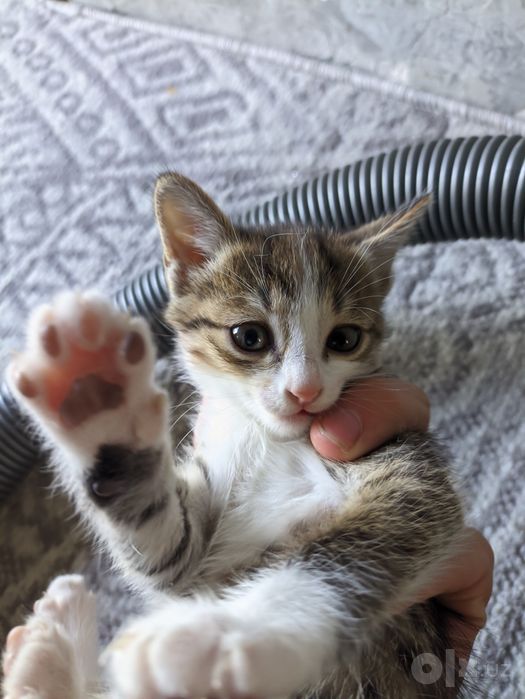 Котята даром 40 дней