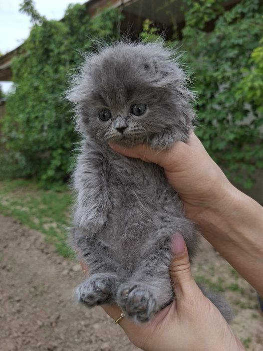 Вислоухие котята