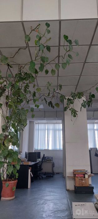Monstera 5 metr (Монстера)