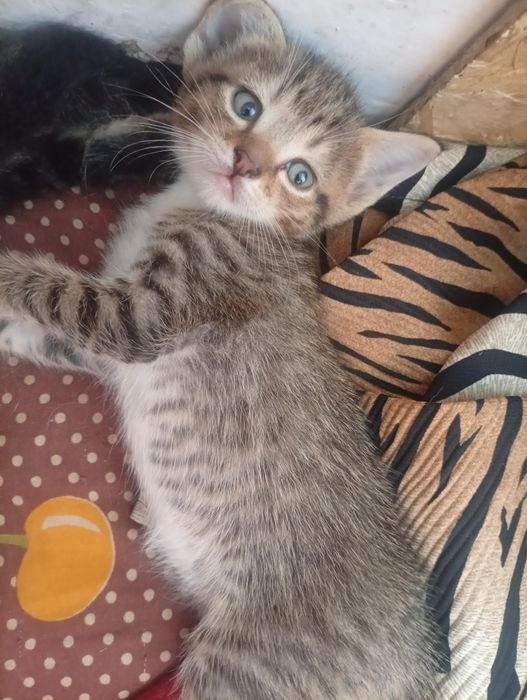 Котята бесплатно