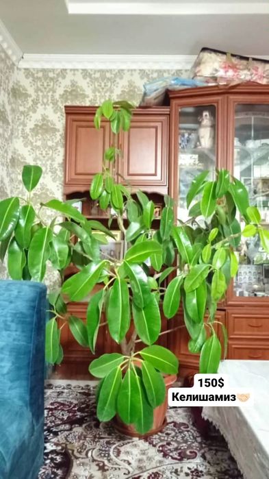 Продам большие декоративные цветы для офиса