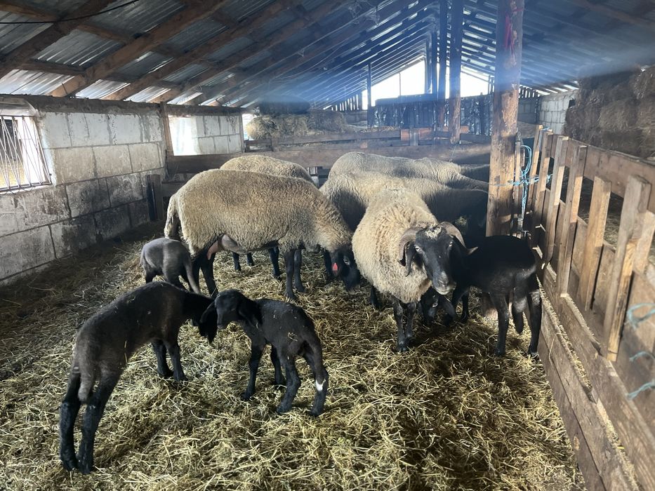 Vand oi fatate carabase cu cap negru de teleorman