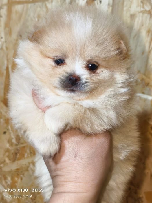 Очаровательные щенки шпица.