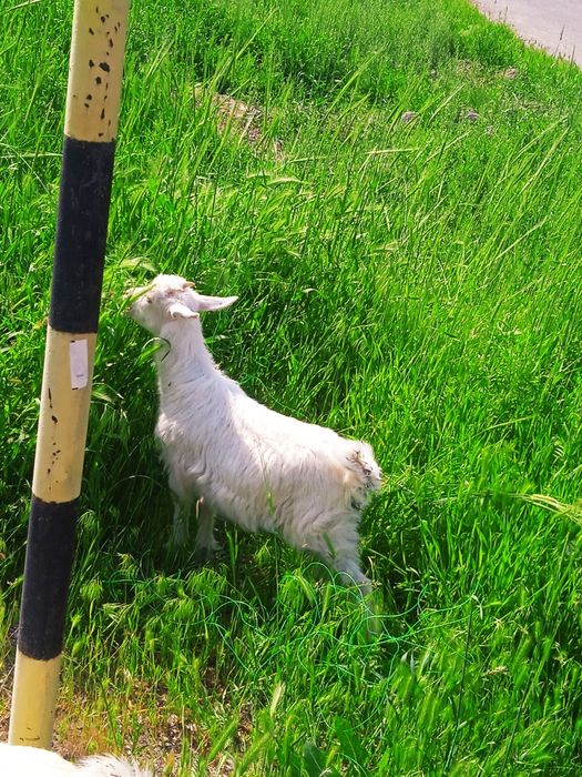 Zanin echkilar sotiladi ona bola emas  manzil Toshkentda Xasanboyda