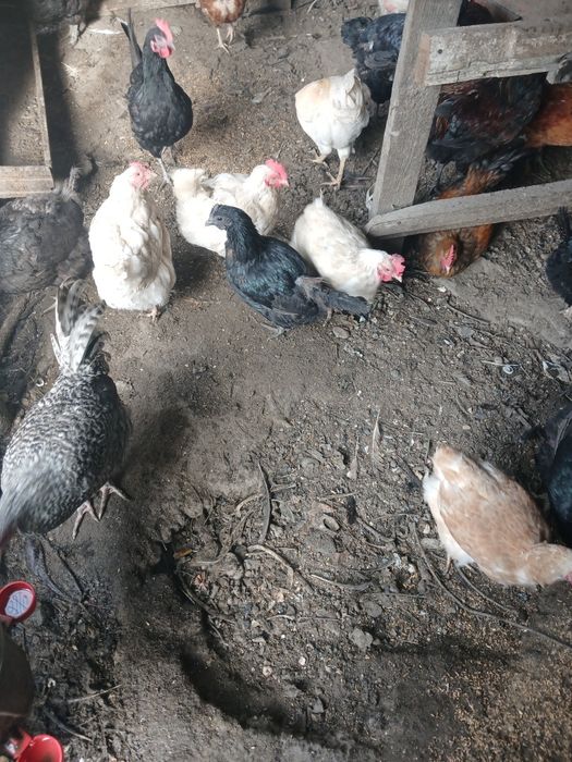 Продам кур несушек разной породы