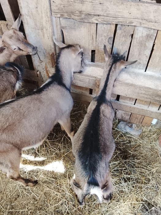 Vând  o iedita și 2iezi alpini francezi