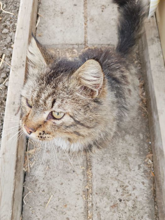 Отдам котика пушистый