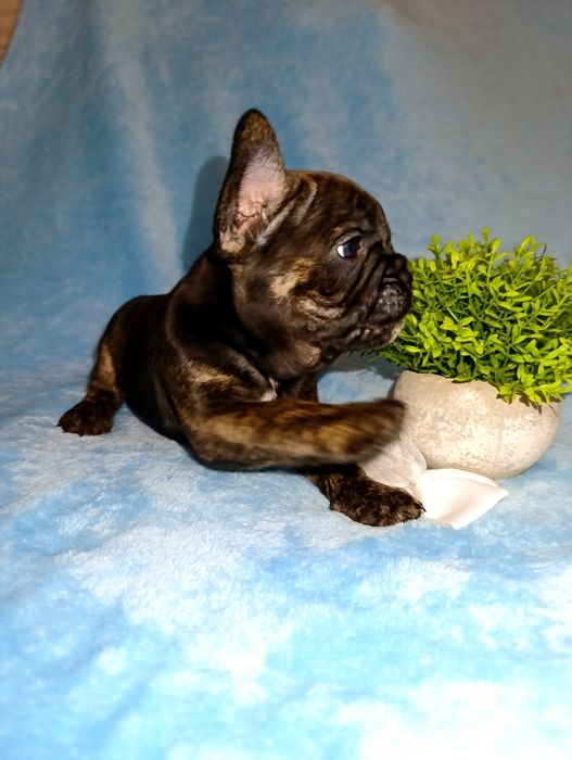 Французский бульдог Алматы