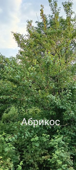 Продам дачу в хорошем состоянии.