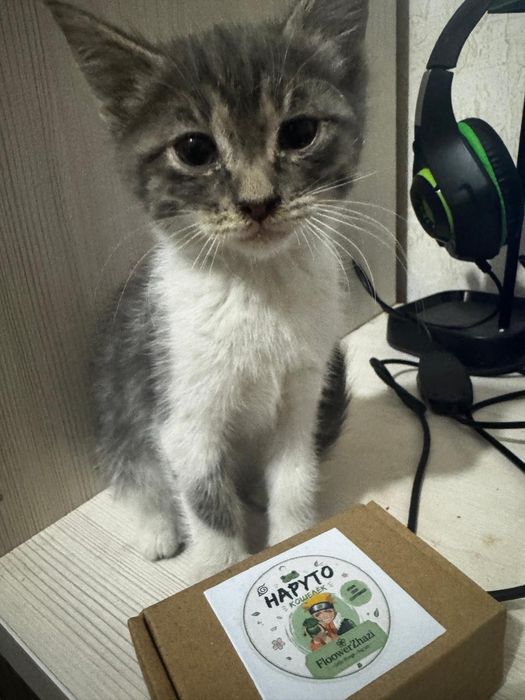 Котята котята мысык