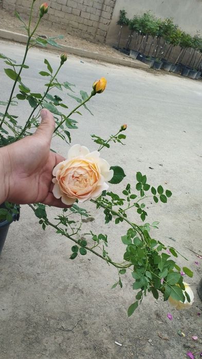 Атиргул 40 огайни кишгачон гулайдигани