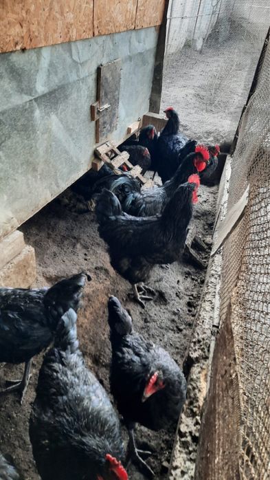 Джерсийский гигант