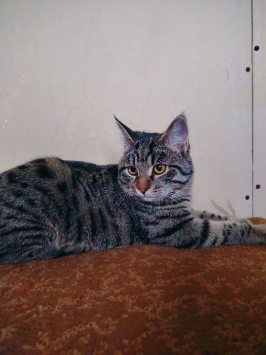 Кошка девочка домашняя