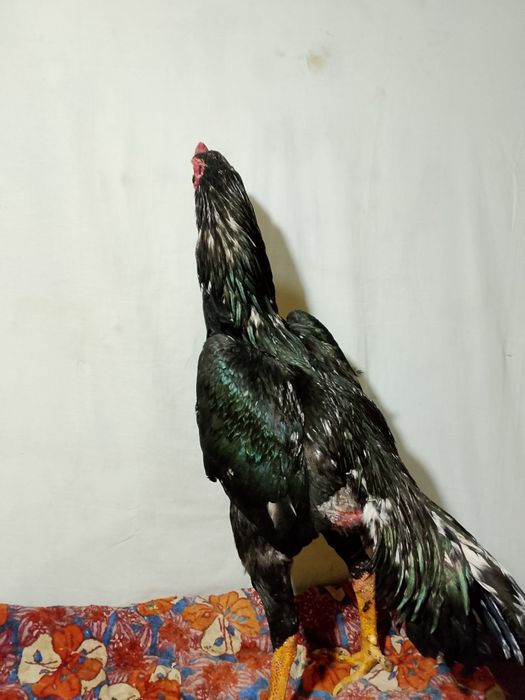 Zoti karis 8 oylik joja narxi kelishilgan holda