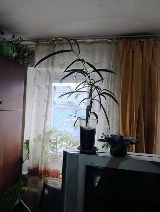 Продам цветы домашние