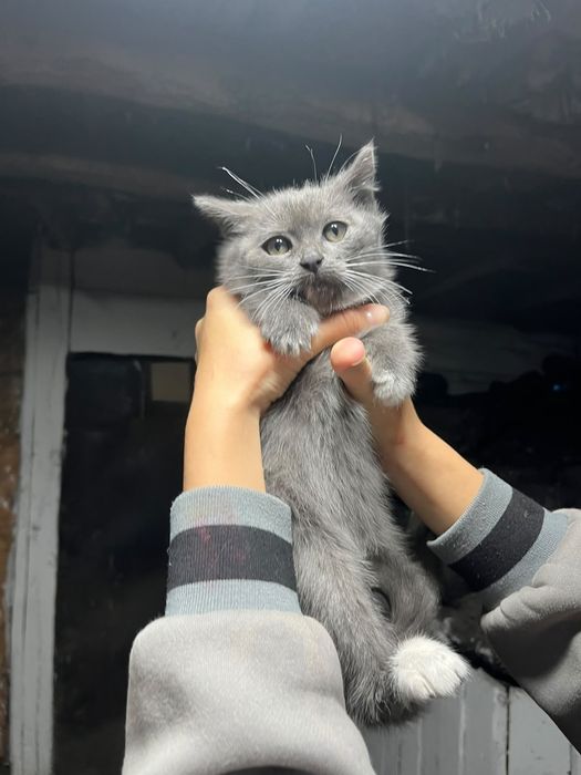 Продам котят  1,5 месяца