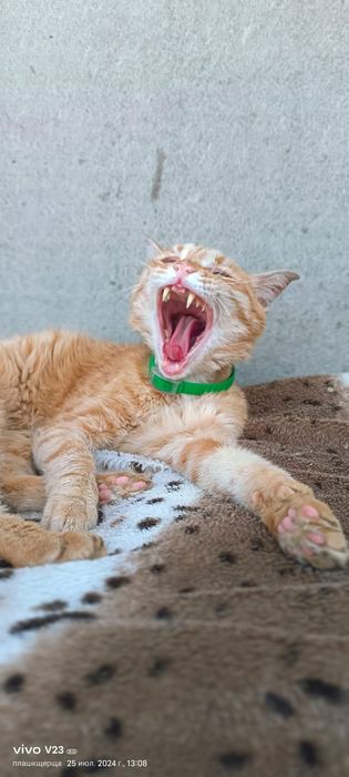 Рыжий молоденький кот