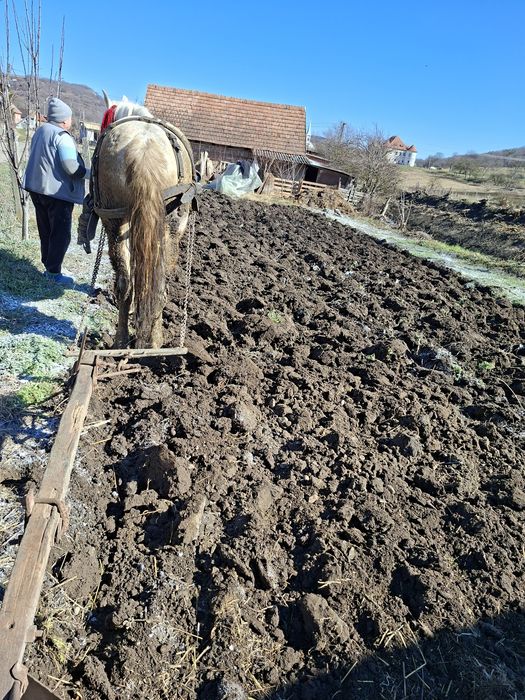 De vanzare iapa de 5 ani sau schimb
