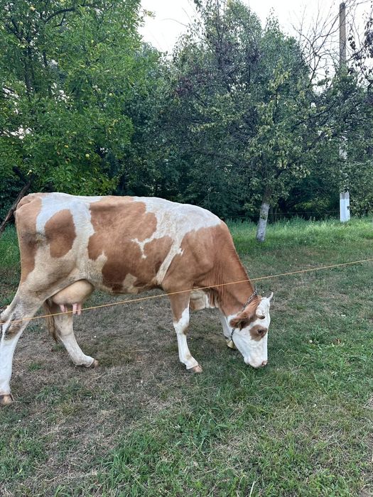 Bălțată românească cu vitea