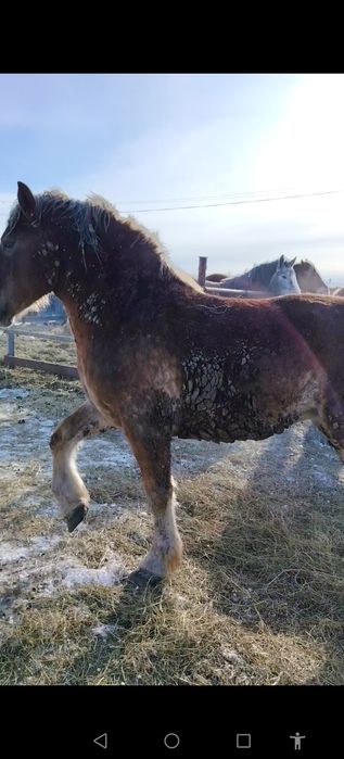 Продам советскую кобылку