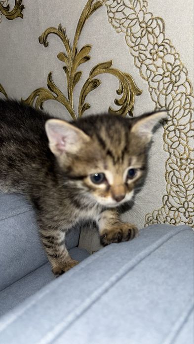 котята в хорошие руки
