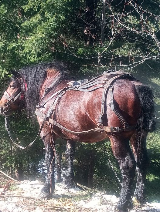 Vând cal armăsar 6 ani