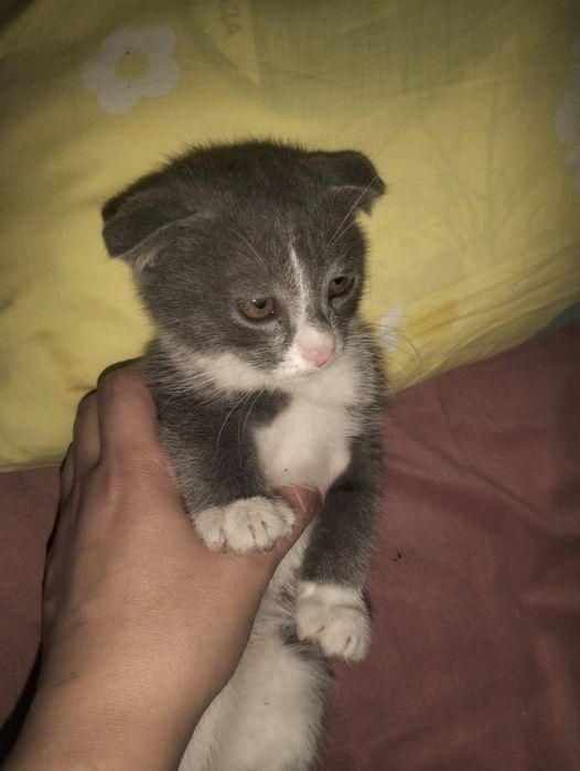 вислоухие кошечки