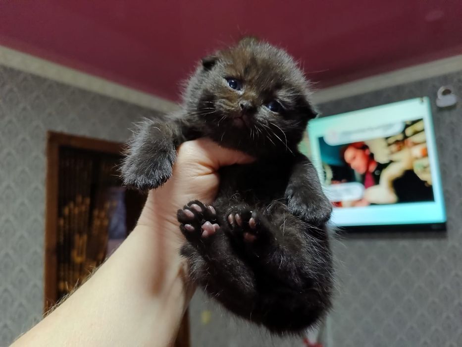 Вислоушки Нежные Плюшки.