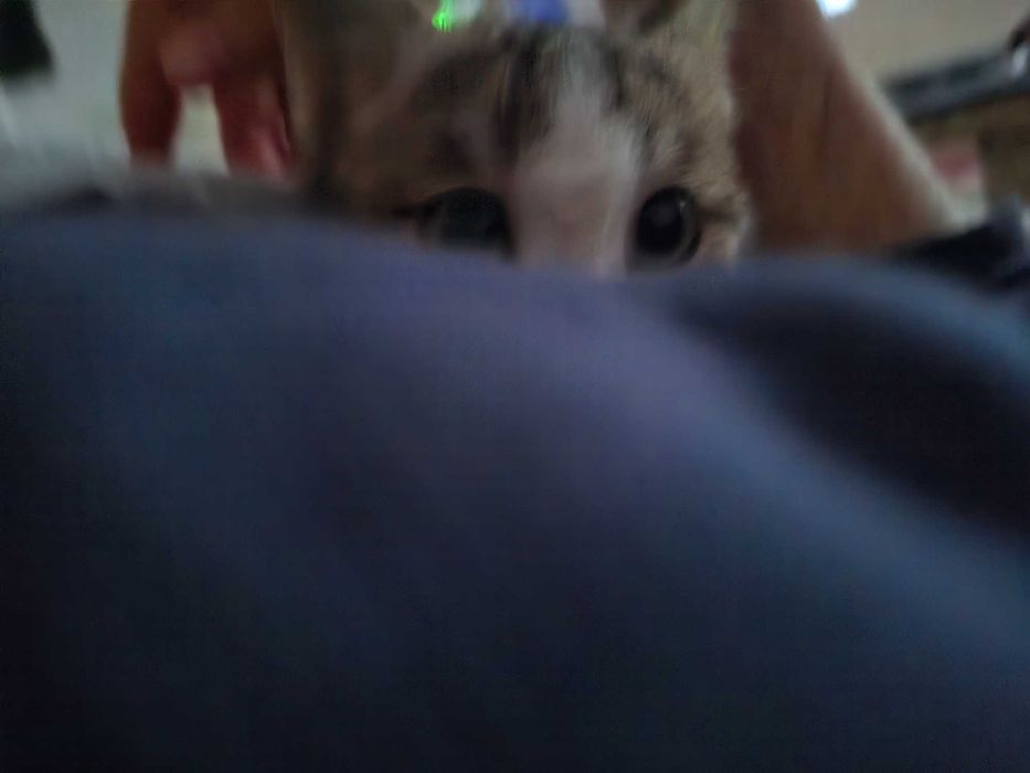 Mushuk yaxshi qo'llarga beriladi.