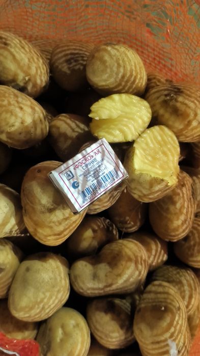 Картофель семена