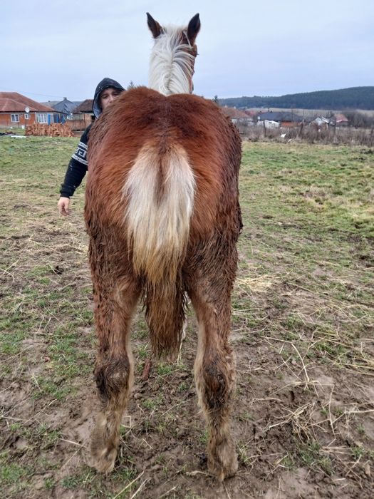 Vând manza de 7 luni