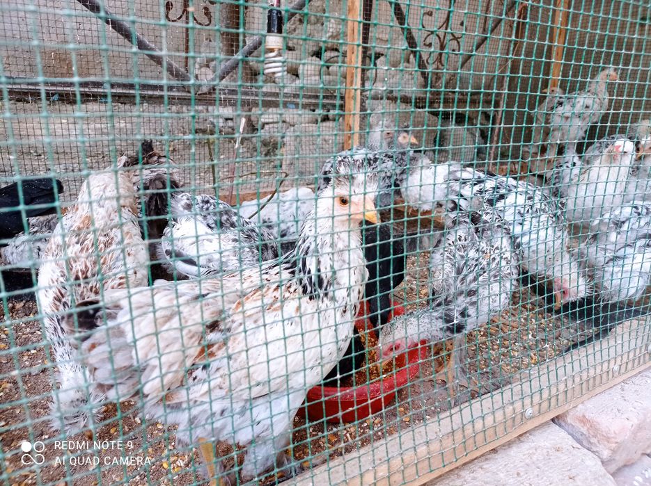 Брама жужулари сотилади