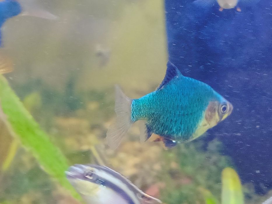 Рыбка Барбус мшистый