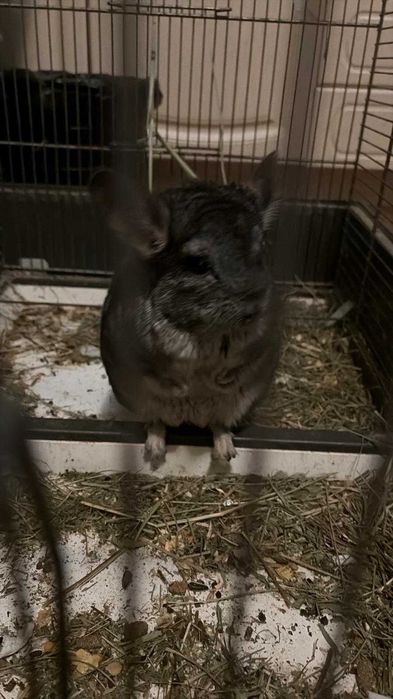 Chinchilla sinsila cincila