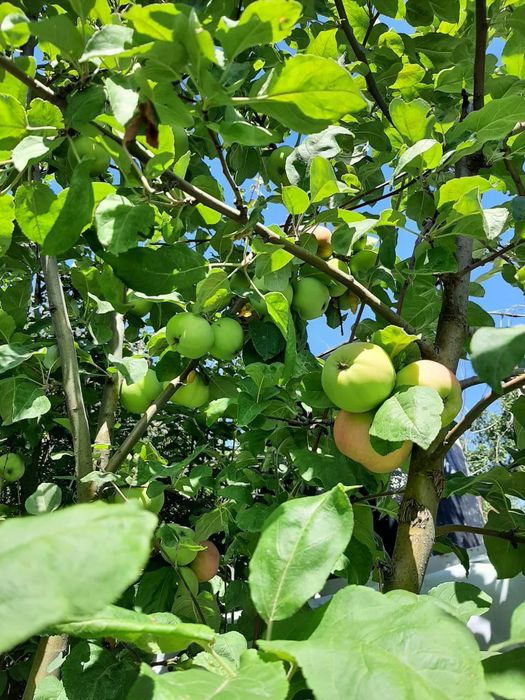 Продам дачу Пкст "Далан"