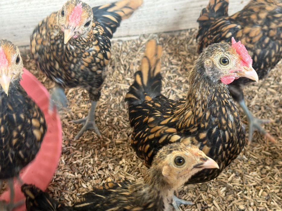 Cocosei sebright auriu