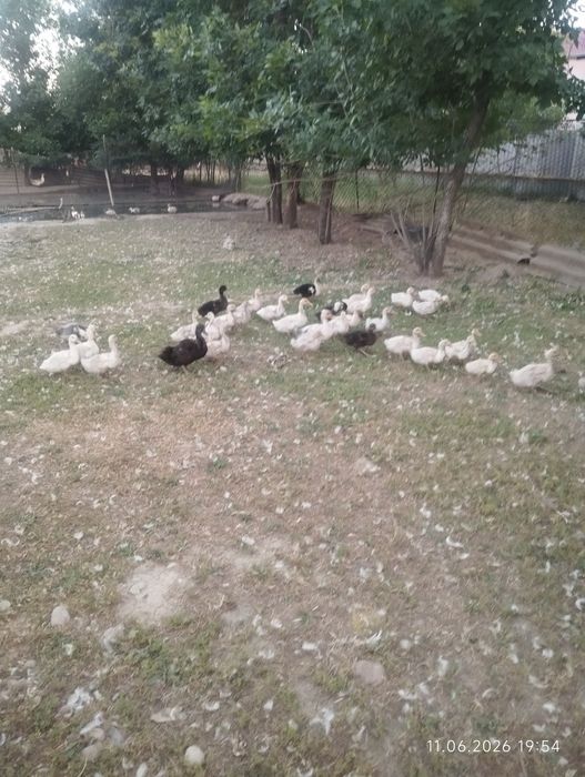 Утята утки  индаутки