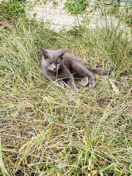 Ищем любящих хозяев  для кота
