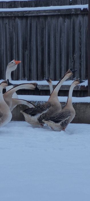 Gascan chinezesc castaniu 2024, gaste chinezesti