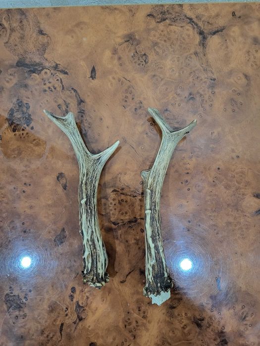 Рога косули/оленя