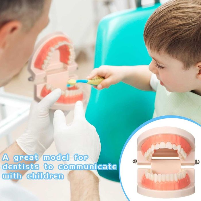 Model Dentar Educational Dinti Demonstratii & Educatie Dentara 8x5.5cm