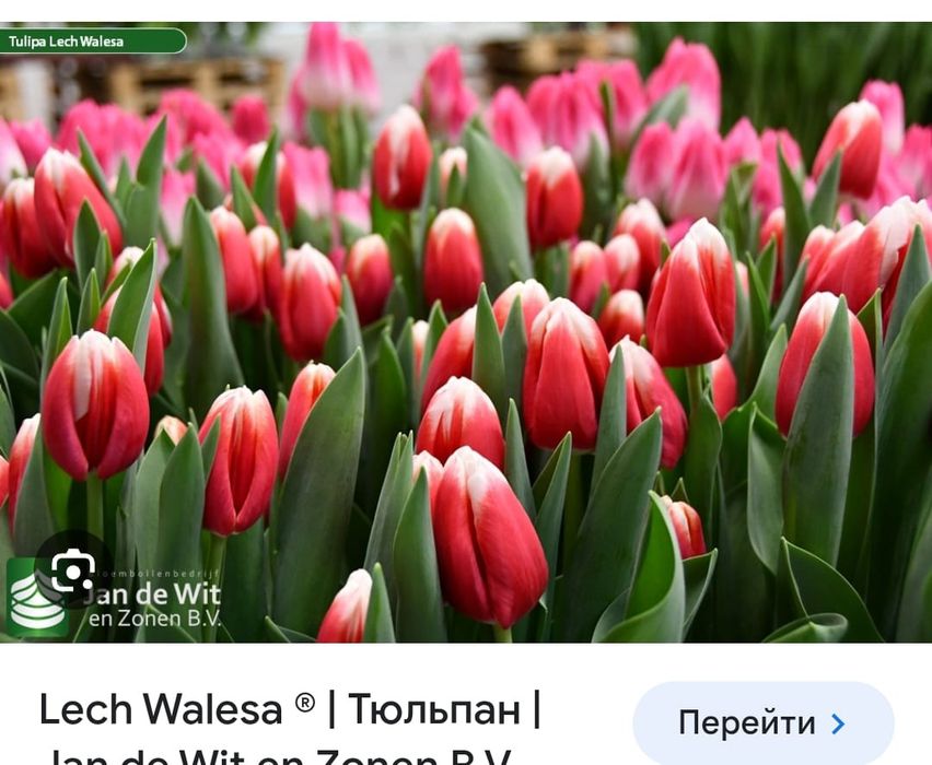 Тюльпаны оптом с теплицы