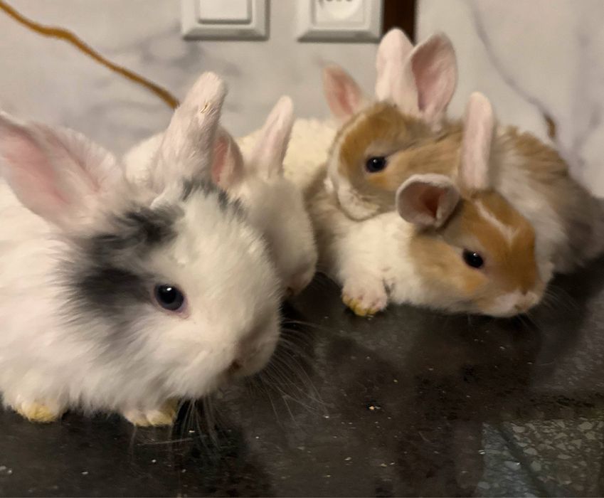 Карликовые кролики