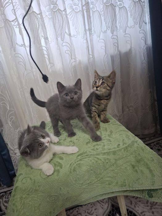 Кошка продаётся скотш страйит зоттор мушук