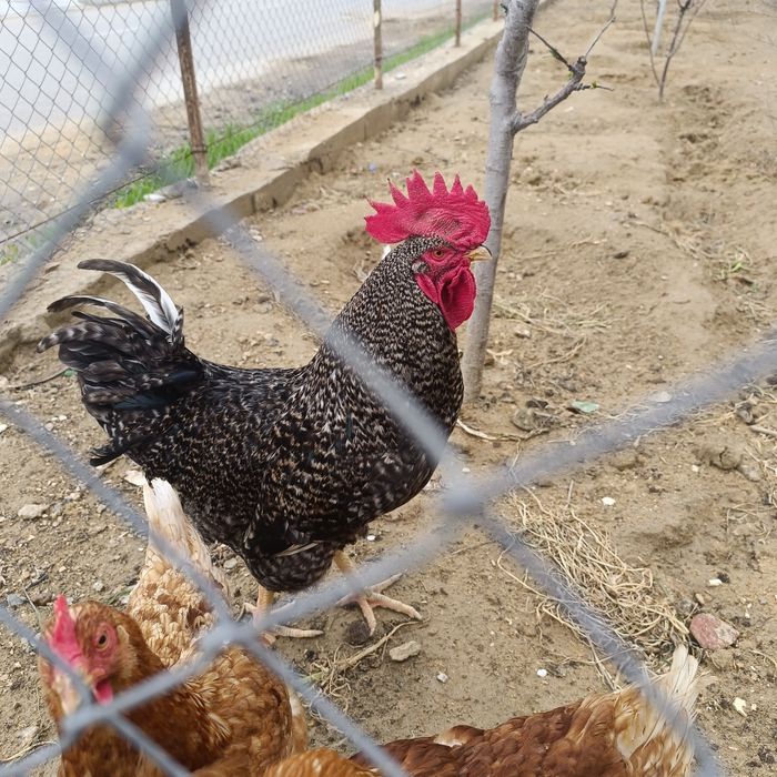 Әтеш сатылады .жас қораз. петух