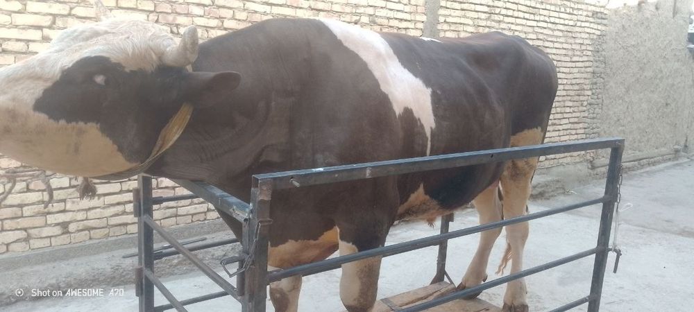 Mol o'lchash xizmati, Tarozi 2 tonnalik, Tarozi, mol , qoʻy