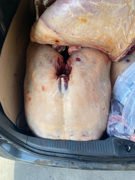 Продам жирных лошадей