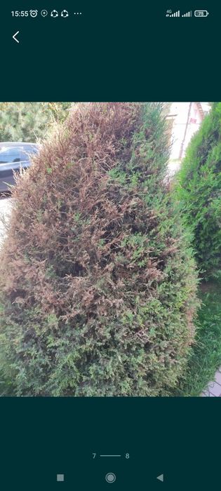 Archa kesish dorilash xizmati