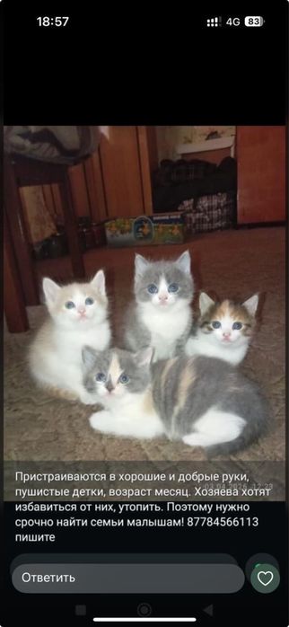 пристраиваются котята