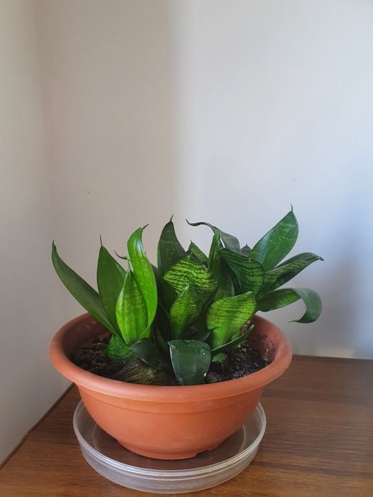 Продаю комнатные растения-цветы